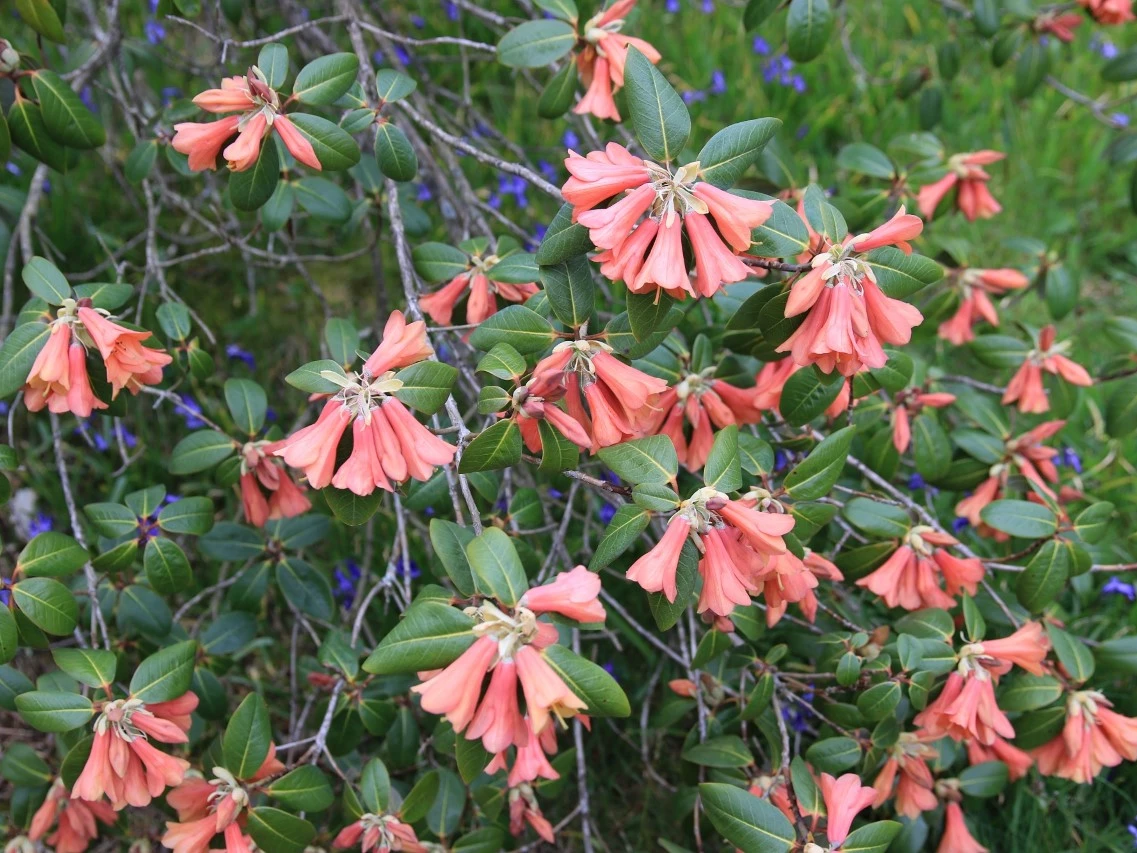 R. cinnabarinum ssp. cinnabarinum